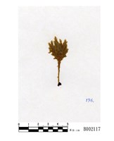 藏品(玉山平苔)的圖片